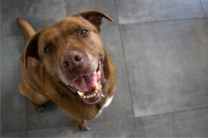 Cimarron uruguayen : tout ce qu'il faut savoir sur cette race de chiens