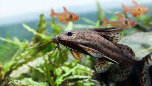 Combien de poissons pouvez-vous mettre dans votre aquarium ?