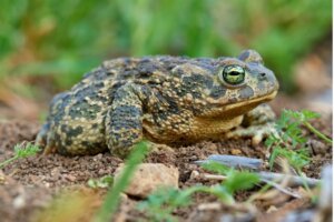 Crapaud calamite : habitat et caractéristiques