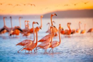 Pourquoi les flamants roses sont-ils roses ?