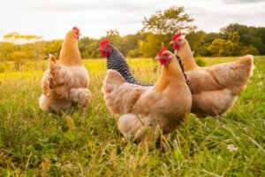 Comment prendre soin des poules ?