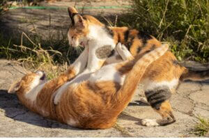 Bagarre de chats : comment les séparer ?