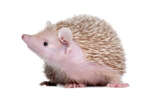 Hérisson et tenrec : quelles différences ?