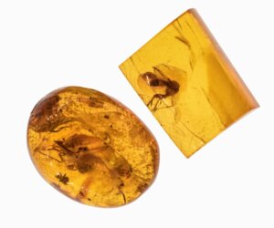 La fourmi de l'enfer : un insecte éteint