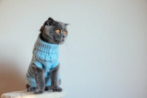 Pourquoi ne faut-il pas habiller les chats ?