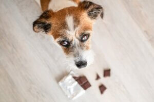Les 10 intoxications les plus courantes chez le chien