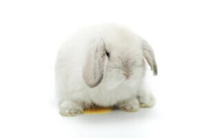 Pourquoi mon lapin urine-t-il sur moi ?