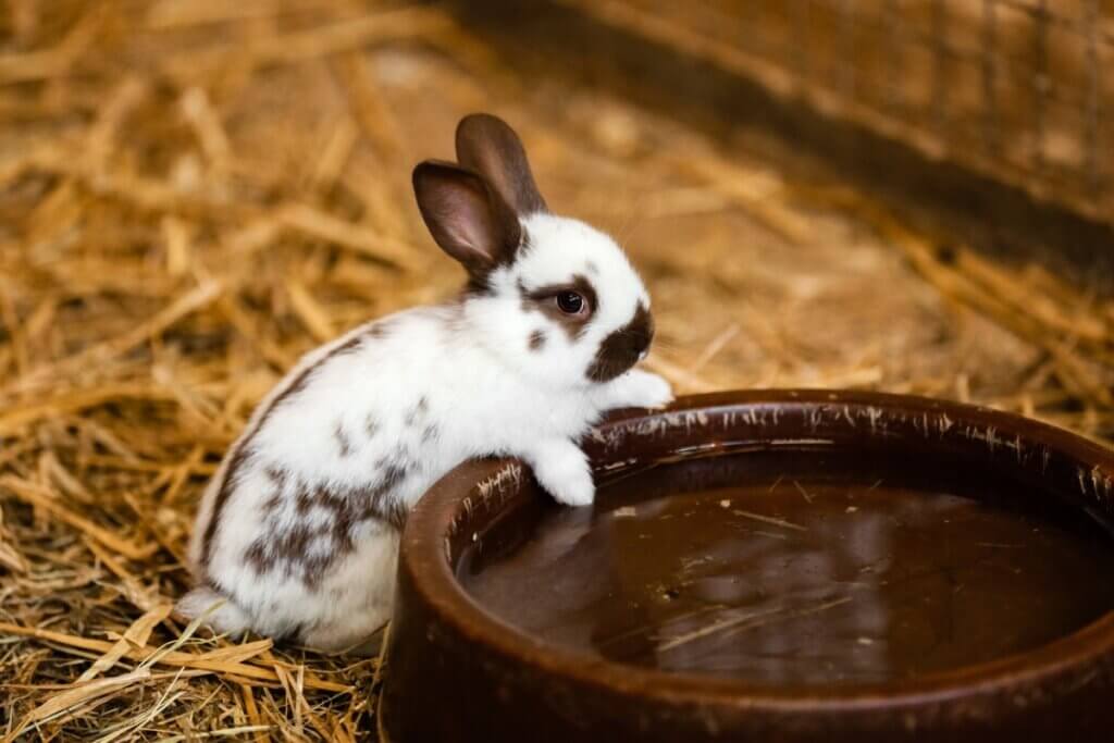 Les lapins boivent-ils de l'eau ?