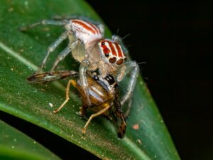 Que mangent les araignées ?