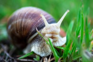 Que mangent les escargots ?