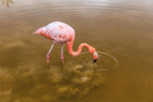 Que mangent les flamants roses ?