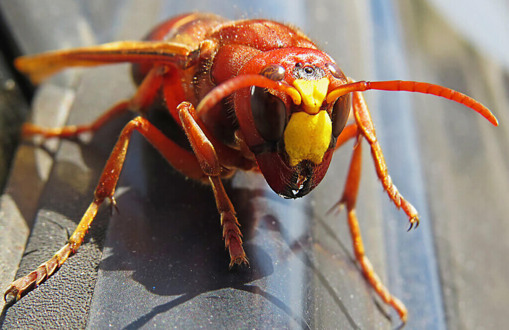 Comment chasser les guêpes et les abeilles ?