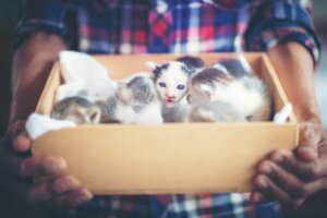 Comment éliminer les puces chez les chatons nouveau-nés ?
