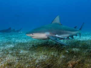 Comment naissent les requins ?