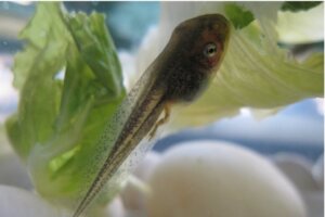 Que mangent les têtards ?