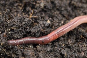 Que mangent les vers ?