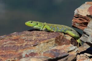 Lézard ocellé : habitat et caractéristiques