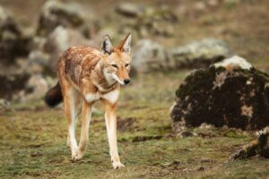 Loup d'Éthiopie : habitat et caractéristiques