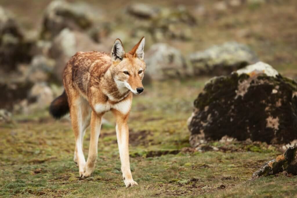 Loup d'Éthiopie : habitat et caractéristiques