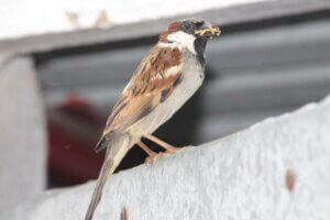 Les oiseaux peuvent-ils manger du riz ?