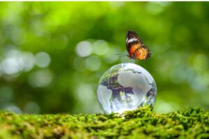 Les différences entre les organismes autotrophes et hétérotrophes