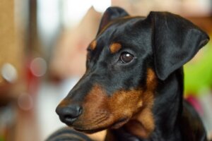 Pinscher Allemand : ce qu'il faut savoir sur cette race de chiens
