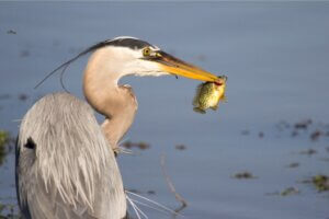 Les poissons utiliseraient les oiseaux pour coloniser de nouveaux endroits, selon une étude