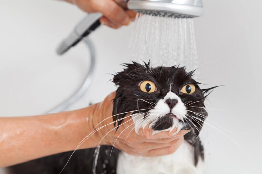 Premier bain du chat adulte : tout ce qu'il faut savoir