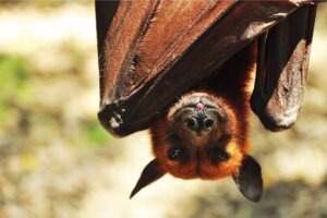 Renard volant des Philippines : habitat et caractéristiques