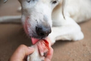 La salive de chien est-elle curative ?