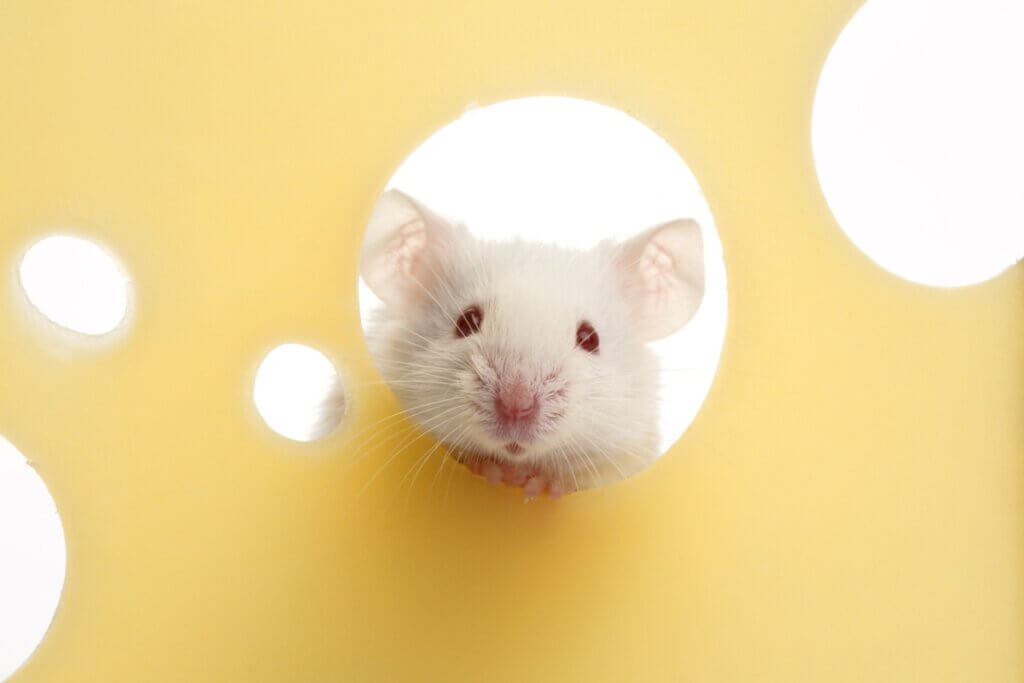 Les souris aiment-elles le fromage ?