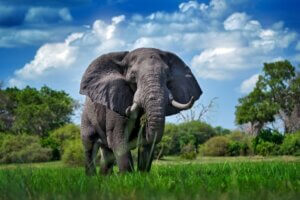 Combien pèse un éléphant ?