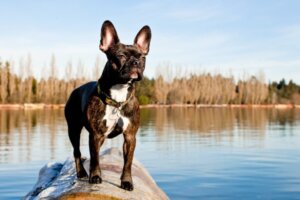 Frenchton : tout ce qu'il faut savoir sur cette race de chiens