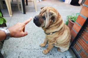 Comment dresser un shar pei ?