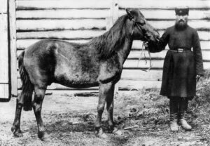Tarpan (cheval) : origine et caractéristiques