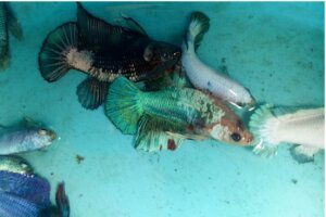 Ver lernaea chez les poissons : symptômes et traitement