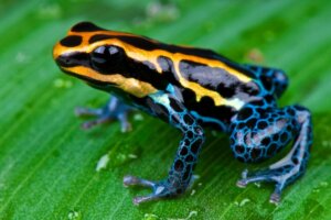 Les 12 plus beaux animaux de l'Équateur