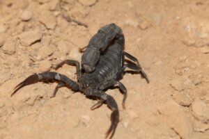 Les 10 animaux les plus dangereux du désert