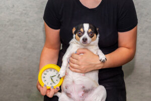 Puis-je donner un bain à ma chienne après l'accouchement ?