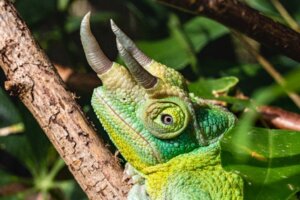 Caméléon de Jackson : habitat et caractéristiques