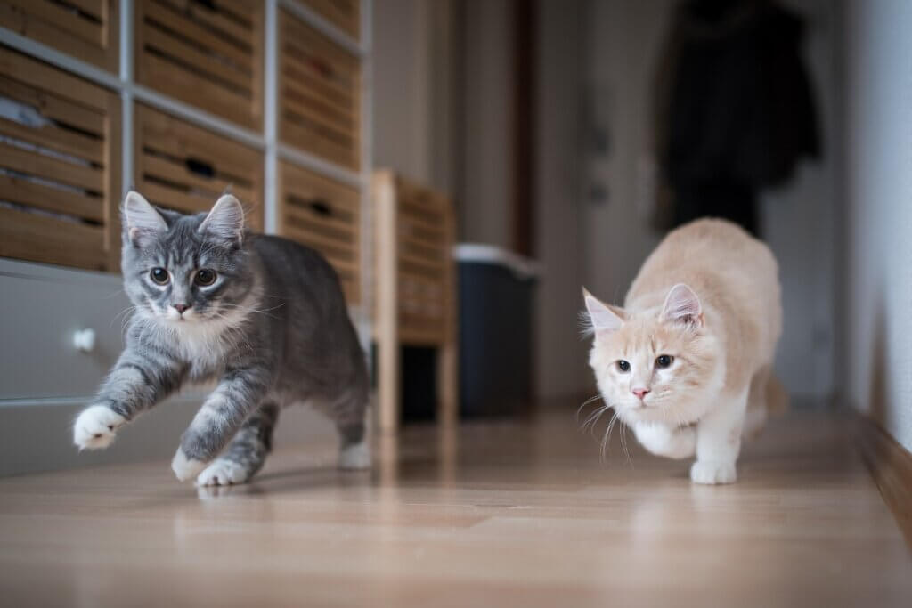 Comment faire en sorte qu'un chat en accepte un autre ?