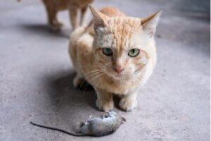 Pourquoi mon chat m'apporte-t-il des animaux morts ?
