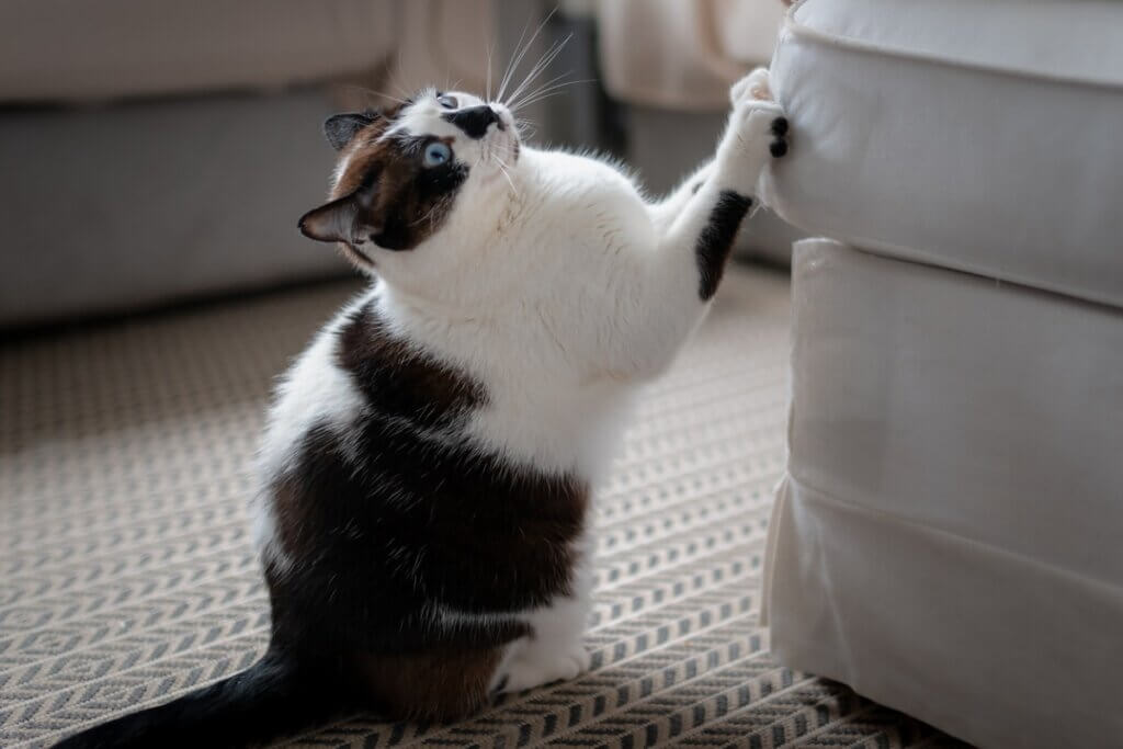 Comment empêcher mon chat de grimper sur les meubles ?