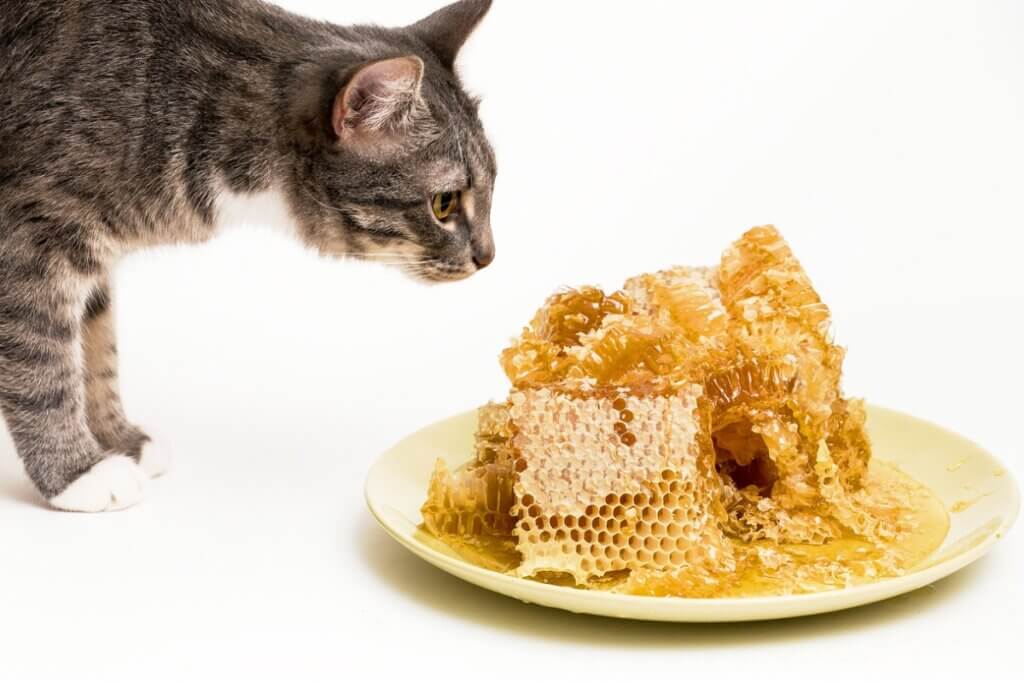 Le miel est-il bon pour les chats ?