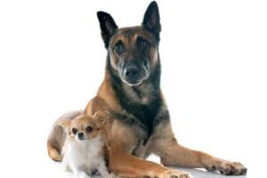 Pourquoi mon chien adulte mord-il mon chiot ?