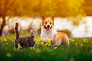 Pourquoi mon chien mange-t-il des crottes de chat ?