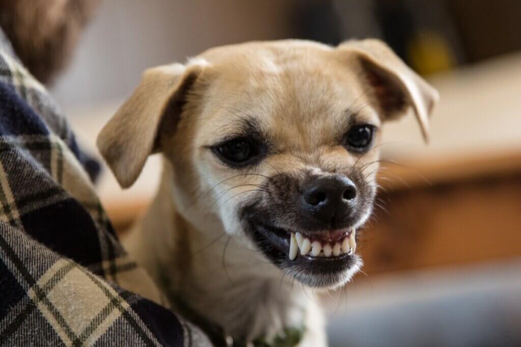 Pourquoi mon chien grogne-t-il lorsqu'il joue ?