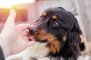 Pourquoi mon chien me lèche-t-il les mains ?