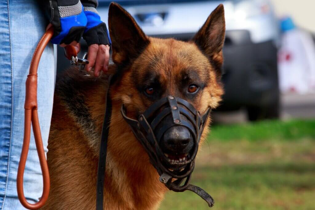 Comment habituer un chien à la muselière ?