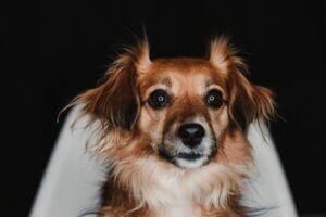 Que faire si mon chien a peur du noir ?